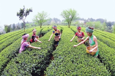 恩施硒茶是绿茶吗(恩施硒绿茶多少钱一斤)-硒宝网