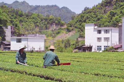 恩施硒茶是绿茶吗(恩施硒绿茶多少钱一斤)-硒宝网