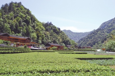 恩施硒茶是绿茶吗(恩施硒绿茶多少钱一斤)-硒宝网