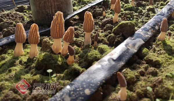 怎么给蔬菜补硒肥料呢