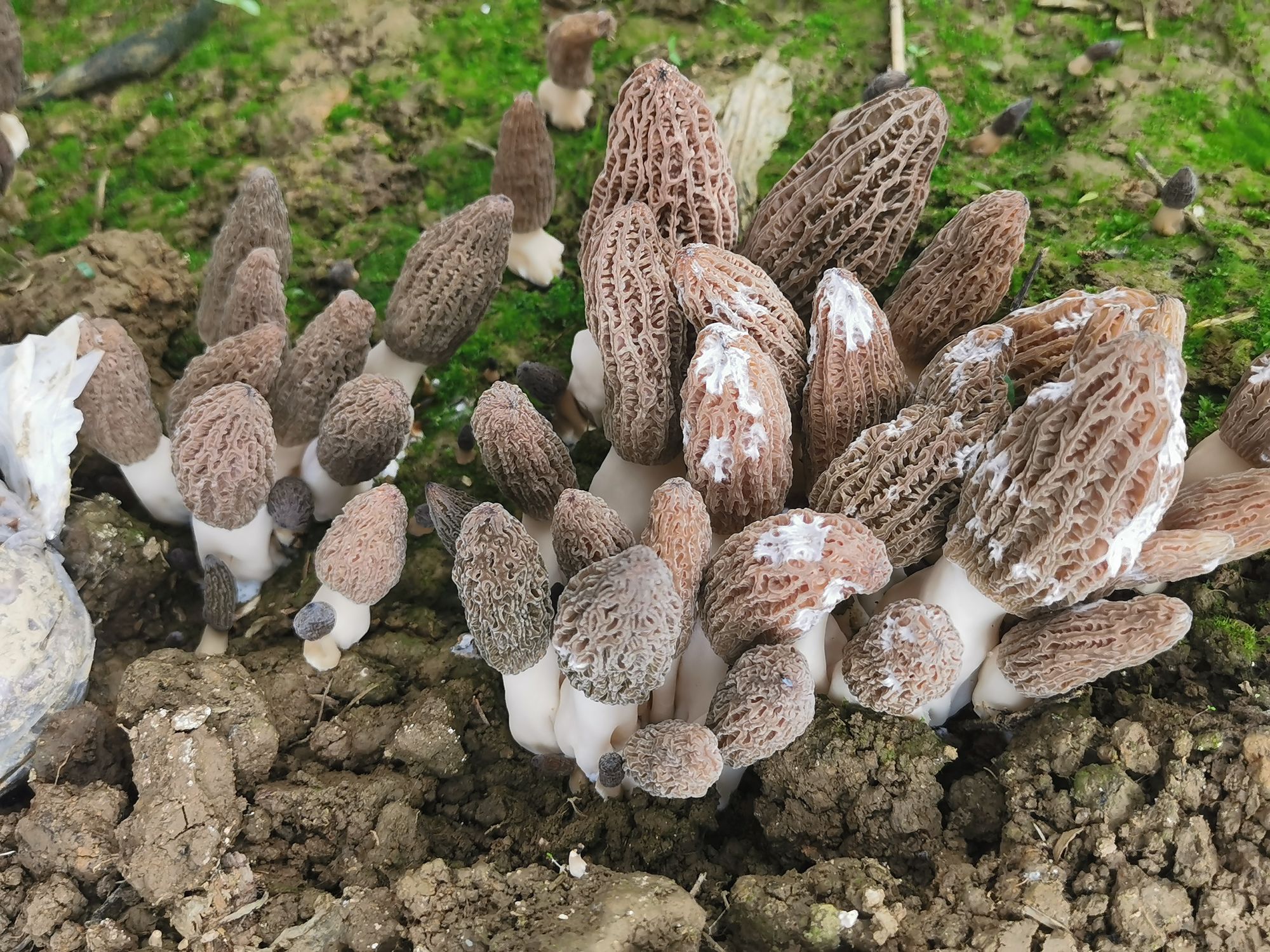 怎么给蔬菜补硒肥料呢
