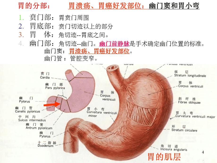 锌硒宝片减肥吗