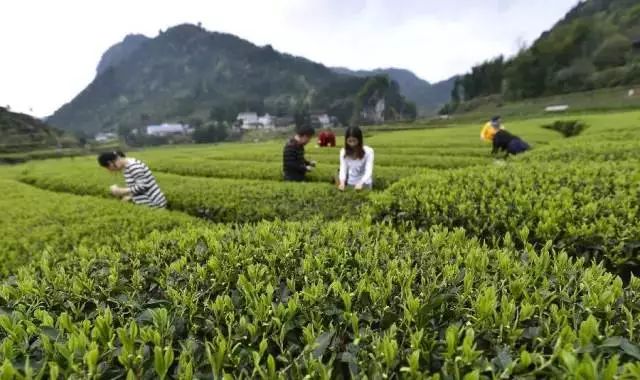 富硒荞子茶哪里产的好